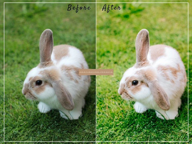 May include: A close-up of a white and brown rabbit with floppy ears sitting in green grass. The rabbit is looking to the right of the image. The image is split into two sections, labeled "Before" and "After".