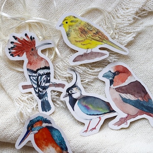 Op de afbeelding: Zes kleurrijke vogel stickers met aquarel illustraties. De vogels zijn een gele vink, een roodkuifhoorn, een blauw-groene kievit, een bruin-blauwe vink, een blauw-oranje ijsvogel en een bruin-blauwe vink.