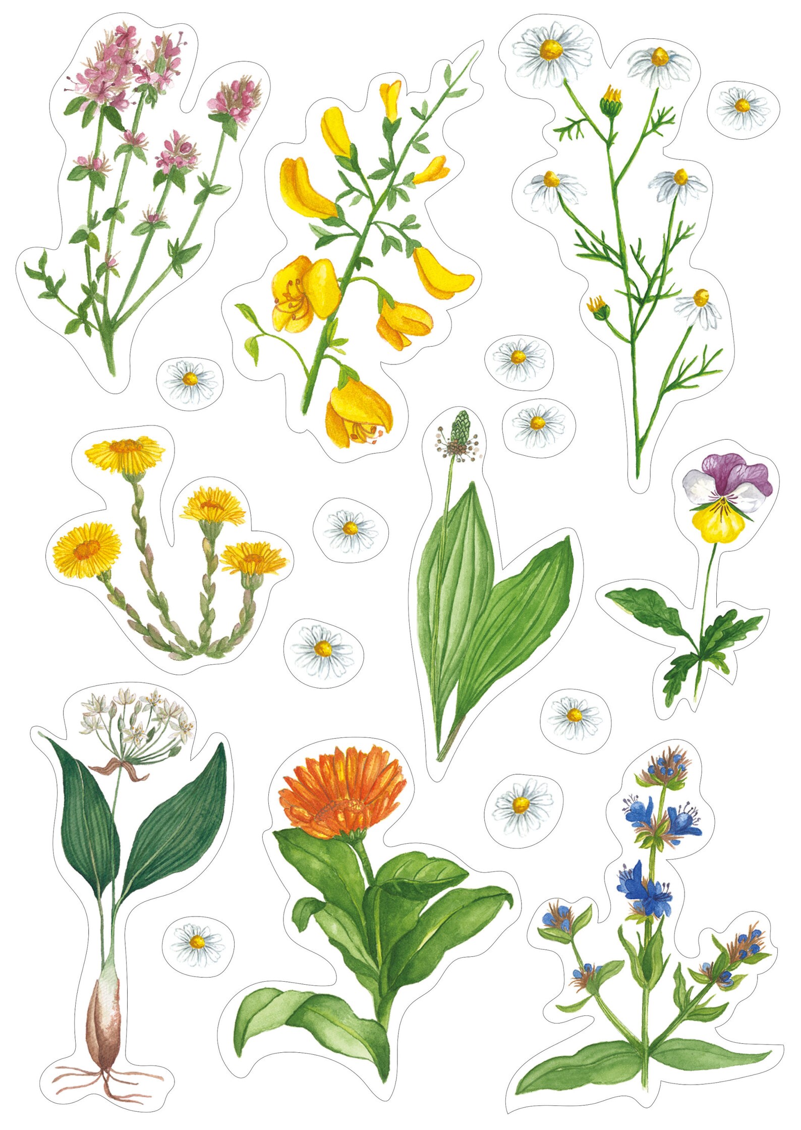 PVC Stickers With Herbs. Sheet of 18 Stickers. Etsy