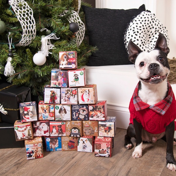 2024 Homemade Doggo Holiday Treat Calendars!