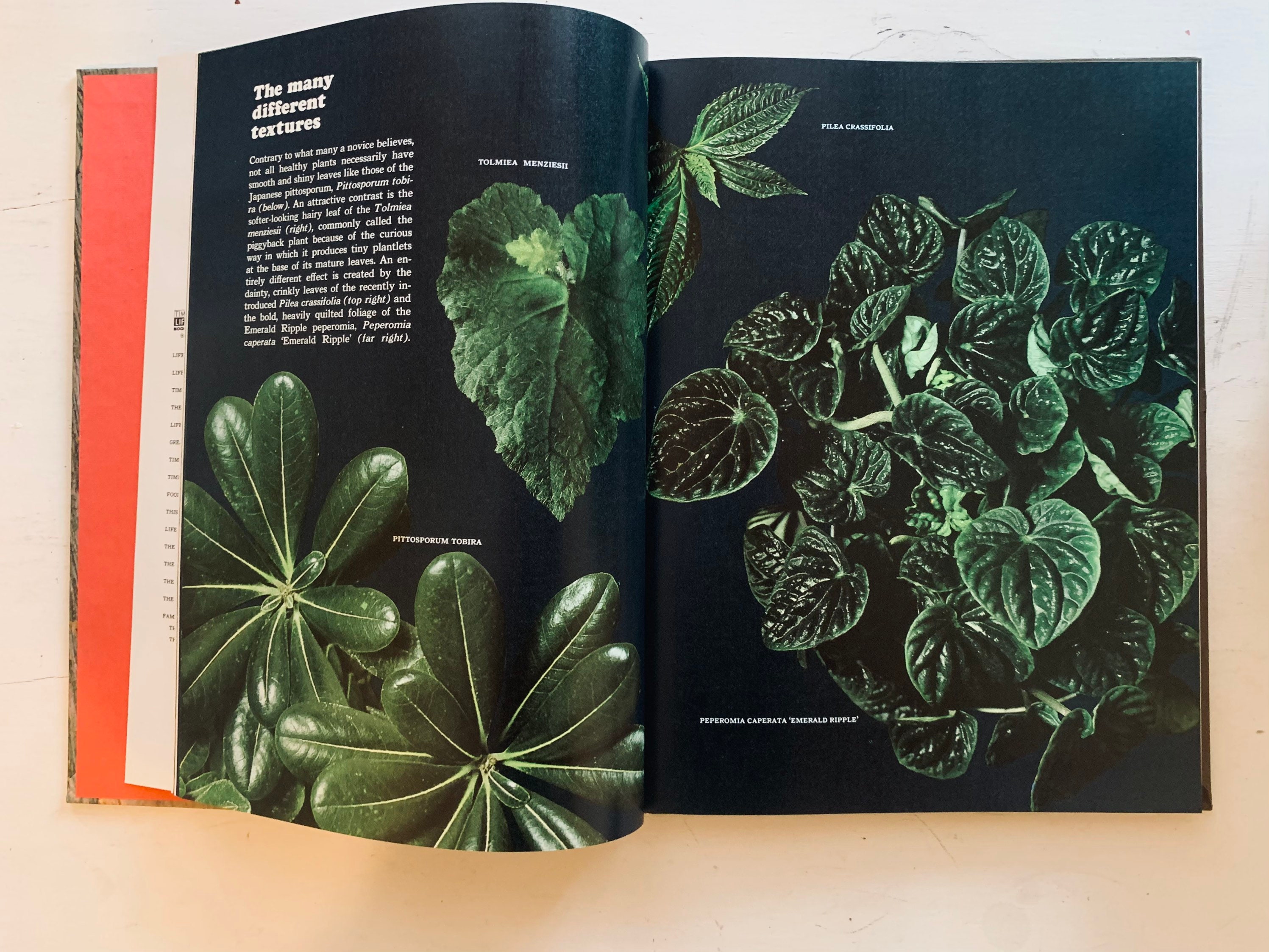 Vintage Foliage House Plants Book Etsy.de