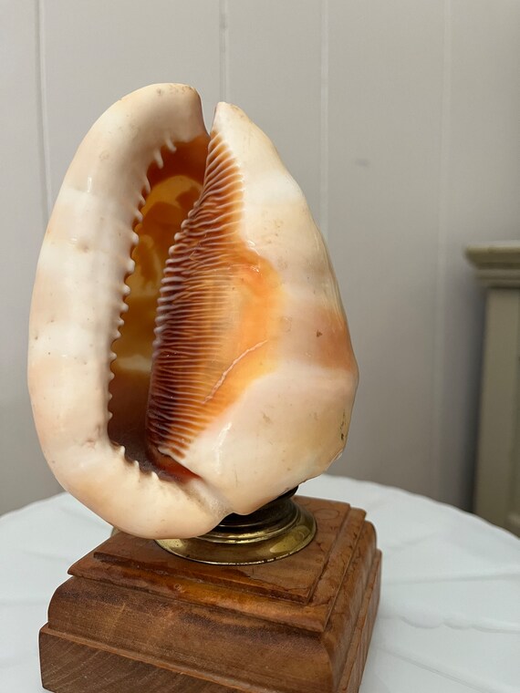 Cameo Carved Conch Shell Lamp Etsy Australia