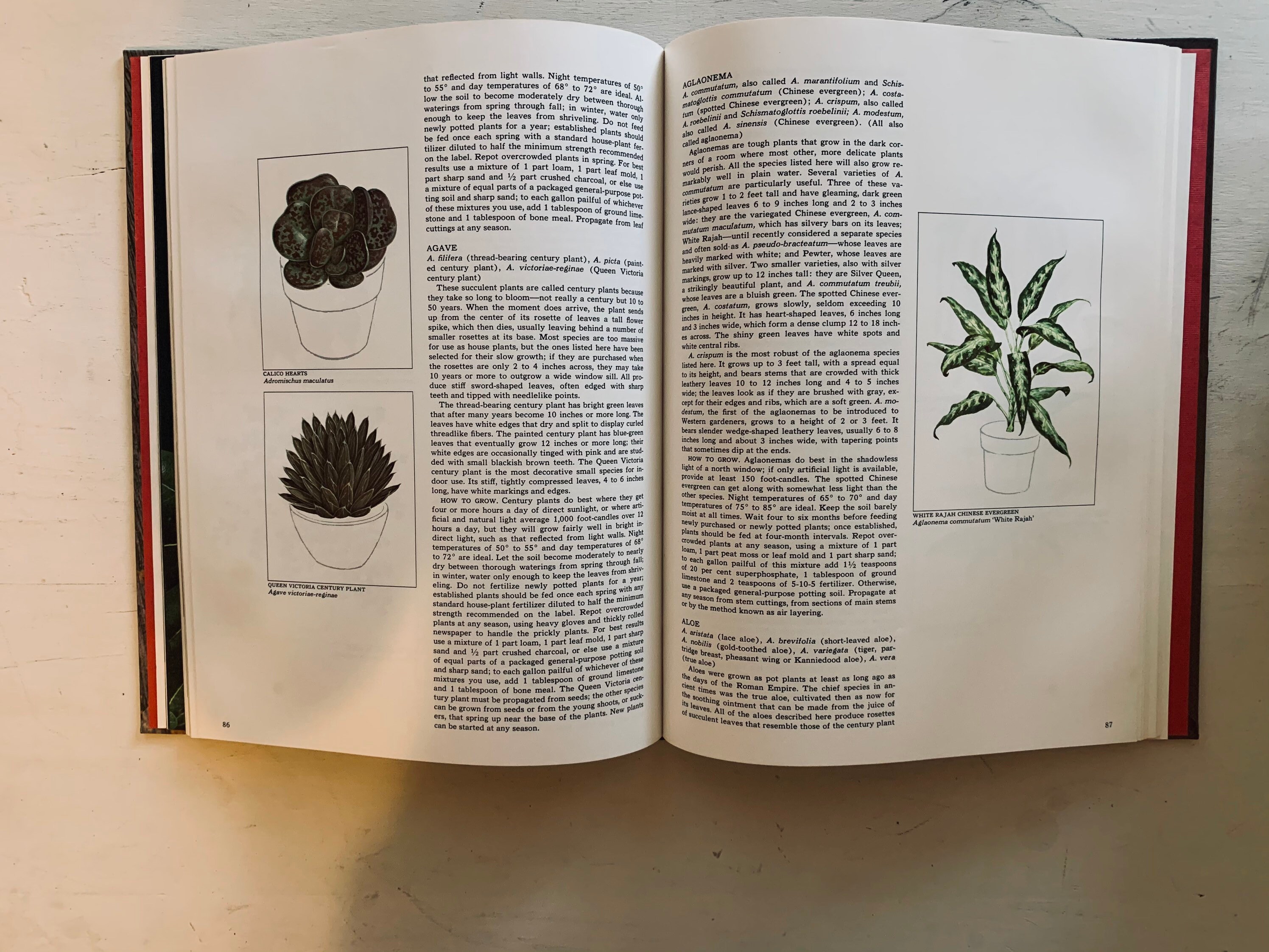 Vintage Foliage House Plants Book Etsy