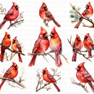 Aquarelle Cardinal rouge Clipart, Memorial, Cardinal Clipart, souvenir PNG, Digital Paper Clipart, Illustration aquarelle, téléchargement immédiat