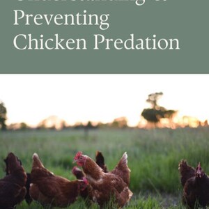 May include: Image of chickens in a field with the text "Understanding & Preventing Chicken Predation" at the top. The chickens are various shades of brown and red, with green grass in the foreground and a blurred sunset in the background.