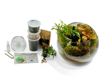 DIY Terrarium Kit with Live Plants & Moss | Complete Glass Terrarium Set with Tools, Soil, Gravel, Decor | Fun Indoor Plant Gift