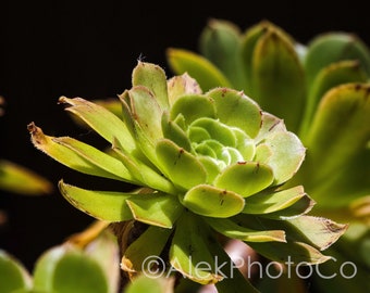 Succulent Plant Print Nature Photography, Nature Photography, Flower Photography, Succulent Plants, Desert, Botanical Print