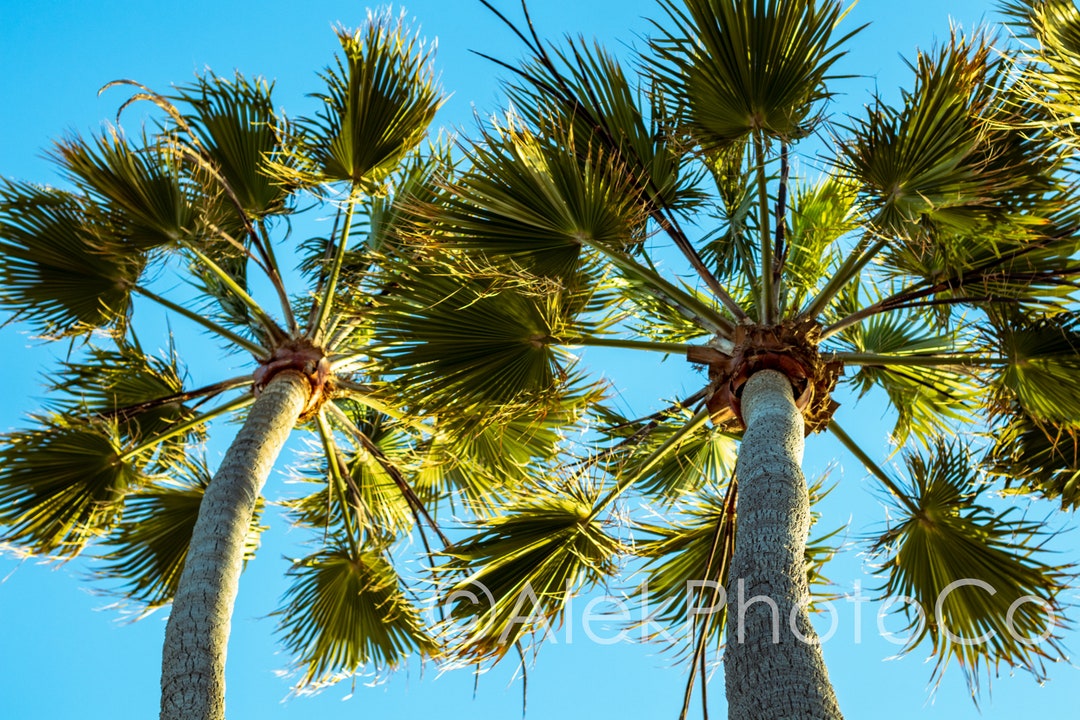California Palm Tree Photography Print, Palm Tree Photography Print
