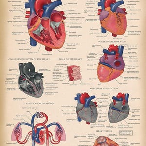 Vintage Heart Anatomy Poster - LAMINATED - Anatomical Chart of the ...