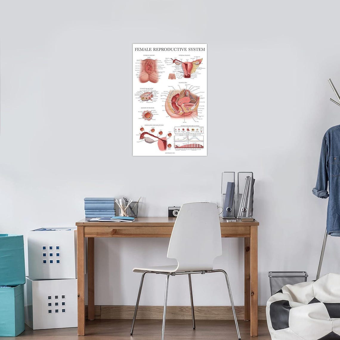 Laminated Female Reproductive System Anatomical Chart Female Anatomy