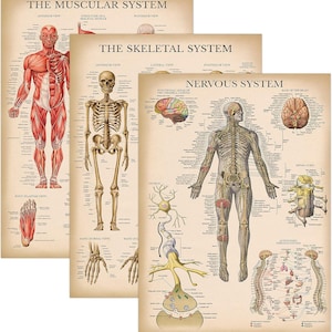 May include: Three vintage anatomical charts depicting the muscular, skeletal, and nervous systems. Each chart features detailed illustrations of the human body with labels and descriptions. The charts are printed on a cream-colored paper with a vintage aesthetic.