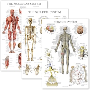 May include: Three anatomical charts depicting the muscular, skeletal, and nervous systems of the human body. Each chart features detailed illustrations with labels and descriptions.