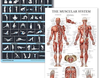2-Pack Stretching Exercises & Muscular System Posters - Laminated Charts for Stretching Routine and Muscle Anatomy [DARK], 18"x24"
