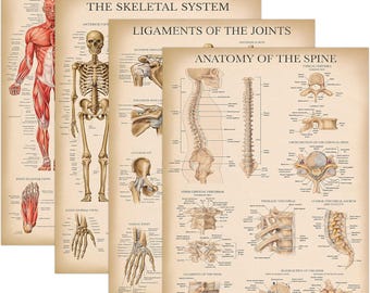 4-Pack Vintage Anatomy Poster Set - Muscular, Skeletal, Ligaments of the Joints & Spine Anatomy Charts (Laminated, 18"x24")