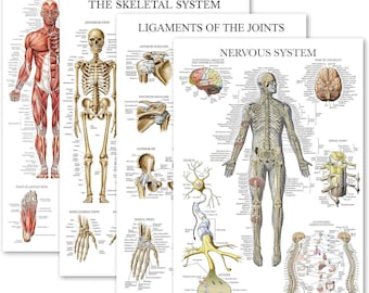 4-Pack Anatomical Poster Set - Muscular, Skeletal, Ligaments of the Joints & Nervous System Charts (Laminated, 18"x24")