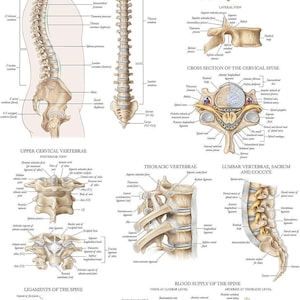 2 Pack: Spinal and Cranial Nerves + Anatomy of the Spine Poster Set ...