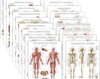 20 Pack - Anatomical Posters (Laminated): Muscular, Skeletal, Digestive, Respiratory, Nervous, and more (18" x 24").
