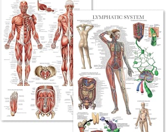 2 Pack - Muscular System Anatomical Poster + Lymphatic System Anatomy Chart