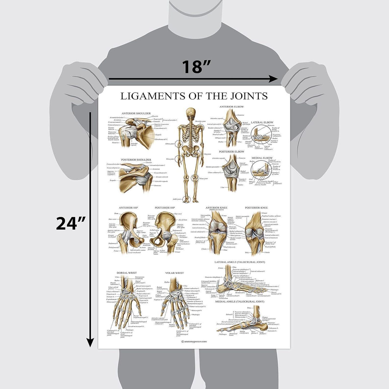 JOINTS AND LIGAMENTS visual data 8