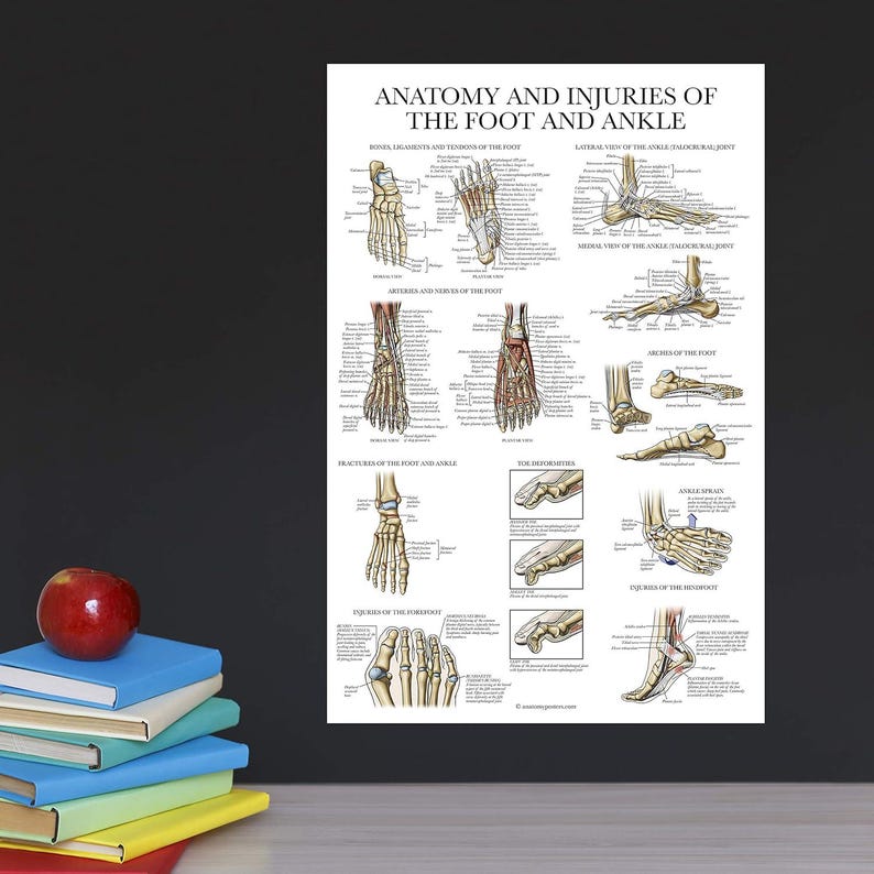 Laminated Anatomy and Injuries of the Foot and Ankle Poster ...