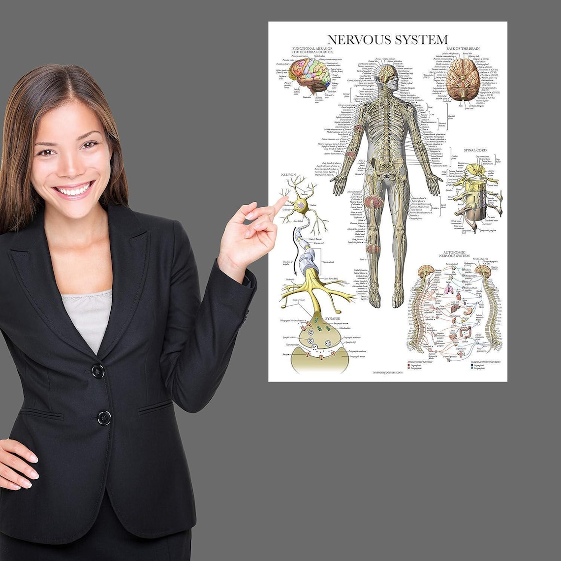 Nervous System Anatomy Poster - LAMINATED - Autonomic Nervous System ...