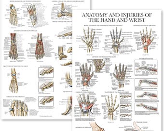 2 Pack Anatomy and Injuries of the Hand & Wrist,  Anatomy and Injuries of the Foot and Ankle - Set of 2 Charts - Laminated 18" x 24"