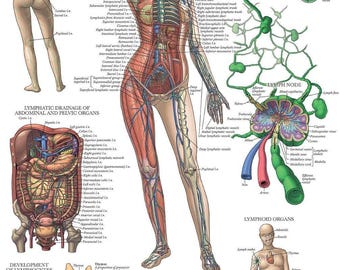 Laminated Lymphatic System Anatomical Poster - Lymphatic Anatomy Chart - 18" x 24"