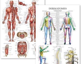 2 Pack - Muscular System Anatomy Poster + Dermatomes Anatomical Chart
