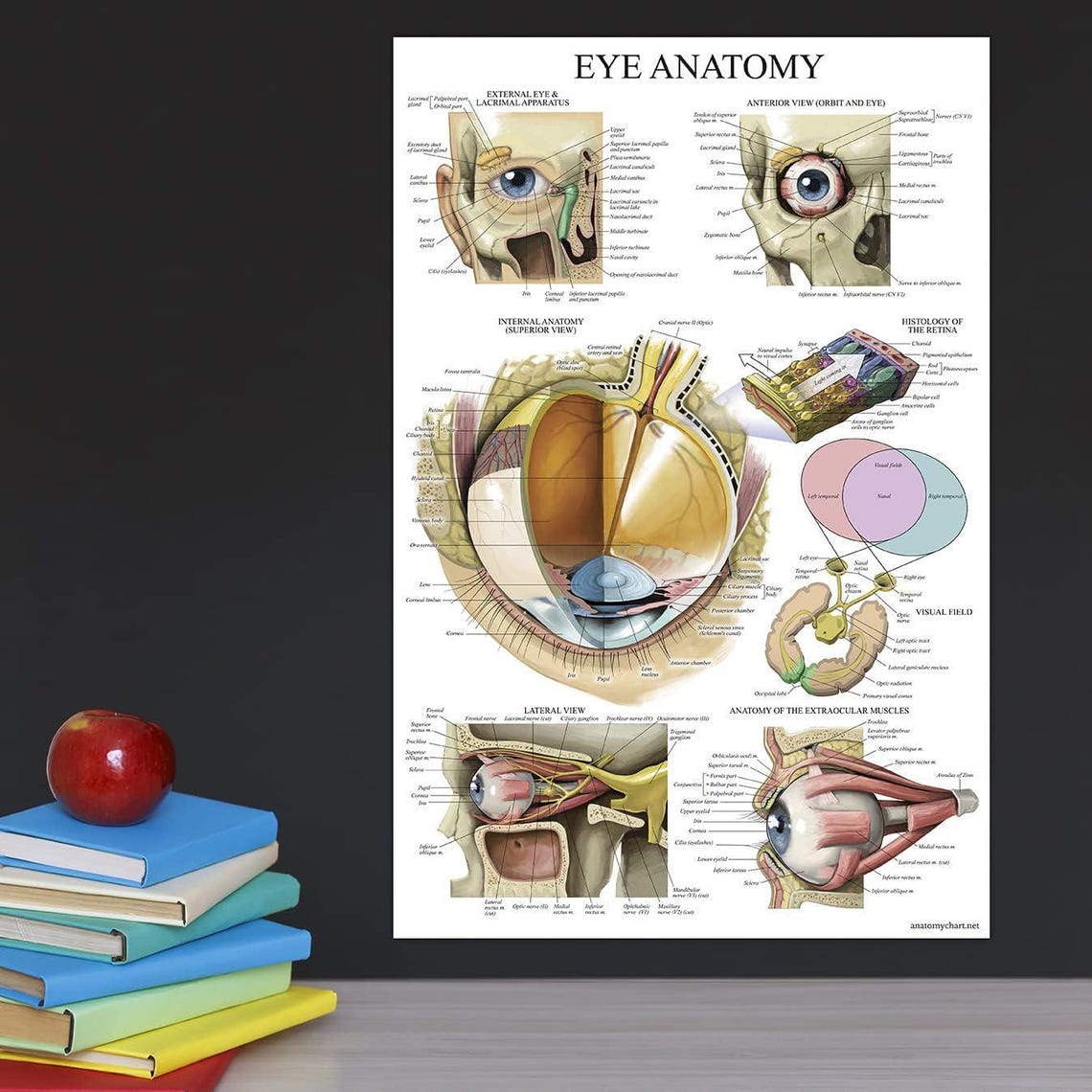 All Parts Of The Eye Buy The Human Eye Anatomical Chart Online In