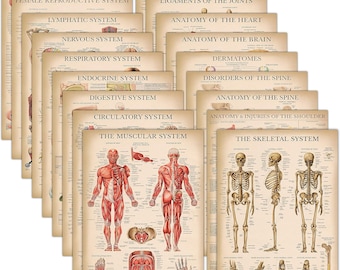 19 Pack - Anatomical Posters (Laminated): Muscular, Skeletal, Digestive, Respiratory, Nervous, and more (18" x 24").