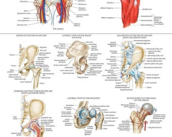 Laminated Anatomy and Injuries of the Hip Poster - Hip Joint Anatomical Chart - 18" x 24"