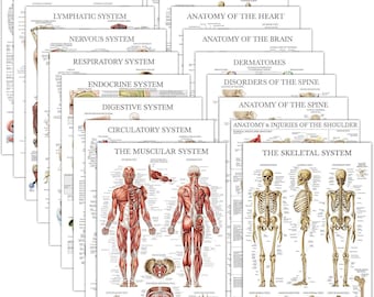 18 Pack - Anatomical Posters (Laminated): Muscular, Skeletal, Digestive, Respiratory, Nervous, and more (18" x 24").