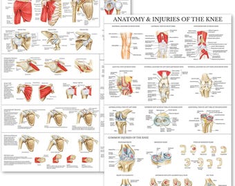 Palace Learning 2 Pack - Anatomy and Injuries of The Knee & Shoulder Poster Set - Anatomical Chart Set - Laminated 18" x 24"
