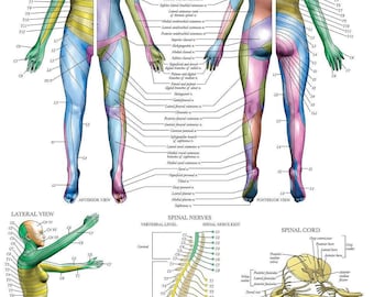 Dermatomes & Nervous System Anatomical Chart - Dermatomes Anatomy Poster 18" x 24"
