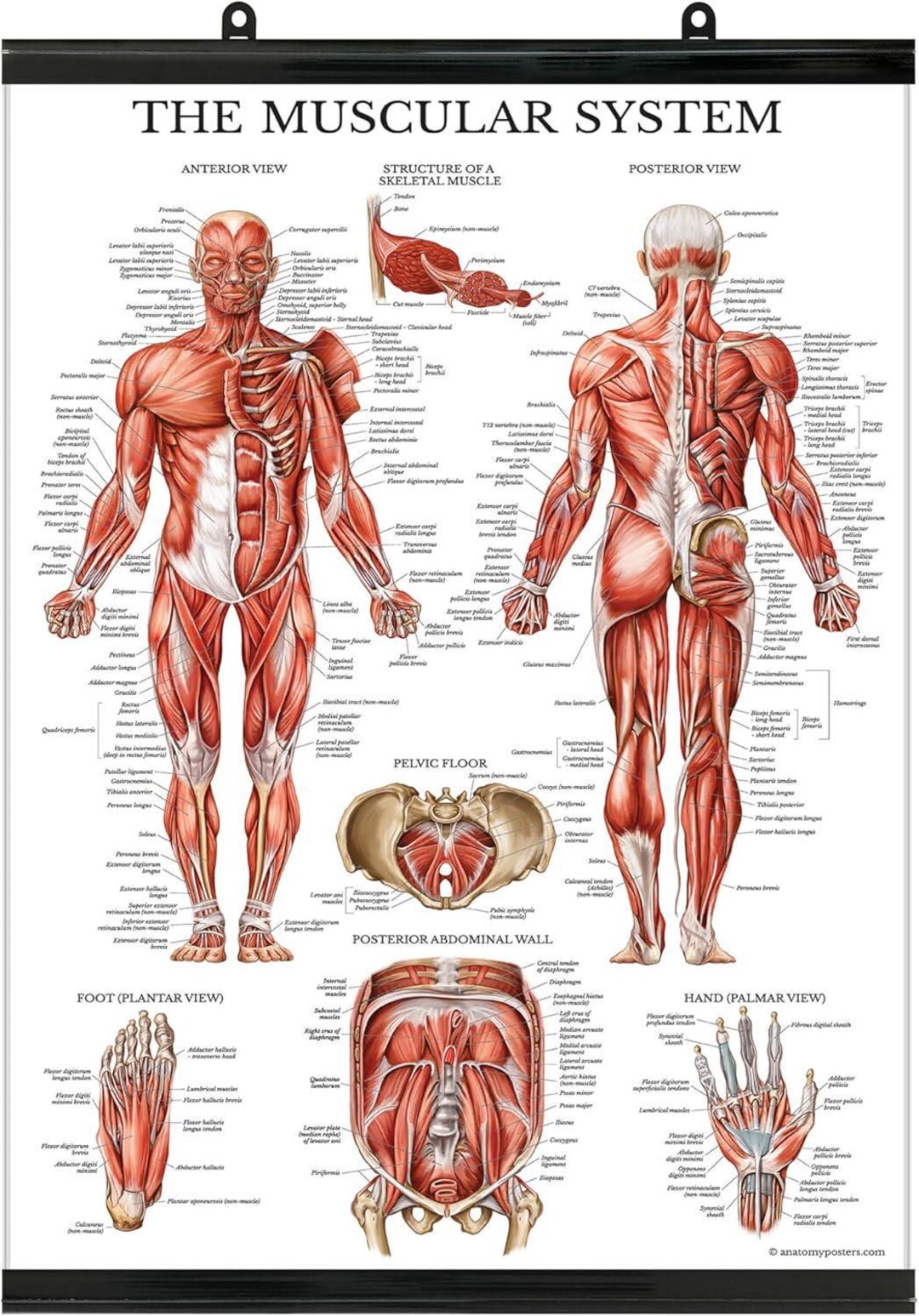 The Musculoskeletal System Diagram Muscle Anatomy Chart - Premium Poster (Mixed Colors)