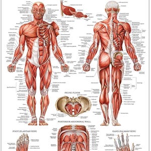 May include: A detailed anatomical chart of the human muscular system. The chart shows the muscles of the body in both anterior and posterior views, as well as close-ups of the foot, hand, pelvic floor, and posterior abdominal wall. The chart is labeled with the names of the muscles in both English and Latin.