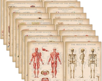 Lot de 20 affiches d'anatomie vintage (laminées) : musculaires, squelettiques, digestives, respiratoires, nerveuses et plus (18 x 24 po.).