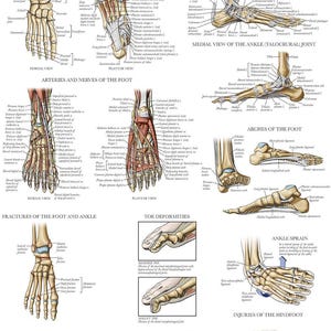 May include: A detailed anatomical illustration of the foot and ankle, showing bones, ligaments, tendons, arteries, nerves, and common injuries. The illustration includes labeled diagrams of the foot and ankle, as well as descriptions of various conditions, such as fractures, sprains, and deformities.