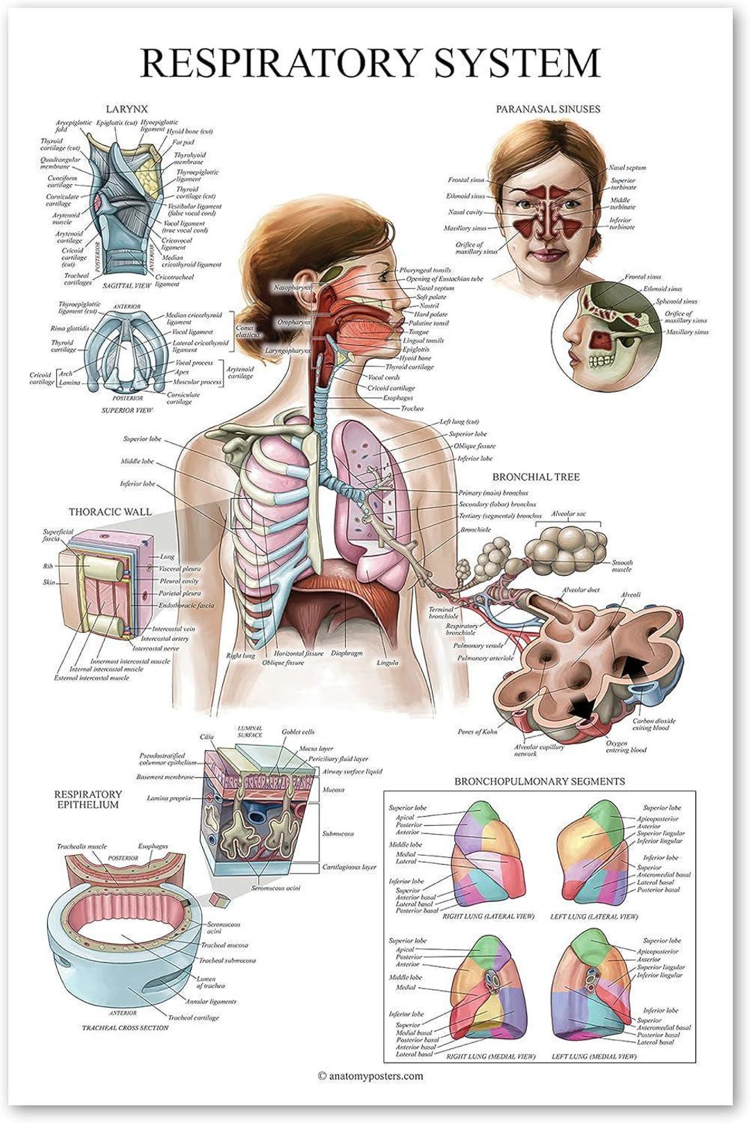 Laminated Respiratory System Anatomical Chart - Lung Anatomy Poster ...