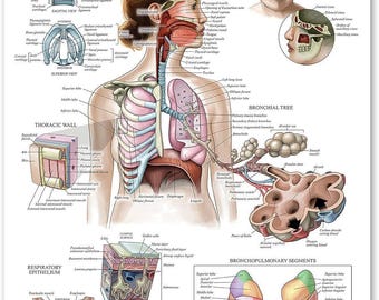 Laminated Respiratory System Anatomical Chart - Lung Anatomy Poster - 18" x 24"