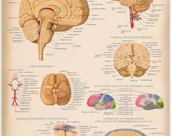 Palace Learning Vintage Brain Anatomy Poster - Laminated with Plastic Frame - Anatomical Chart of the Human Brain - 18" x 24"