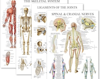 4-Pack Anatomical Poster Set - Muscular, Skeletal, Ligaments of the Joints & Spinal Nerves Charts (Laminated, 18"x24")