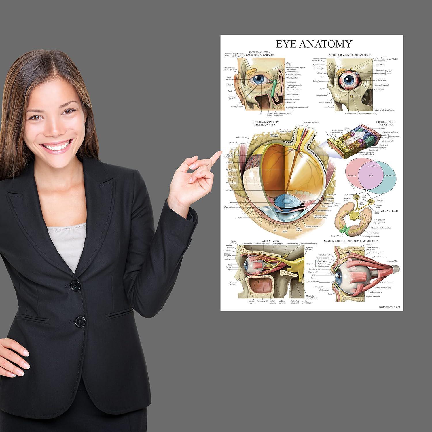 LAMINATED Eye Anatomical Poster - Human Eye Anatomy Chart - 18" X 24 ...