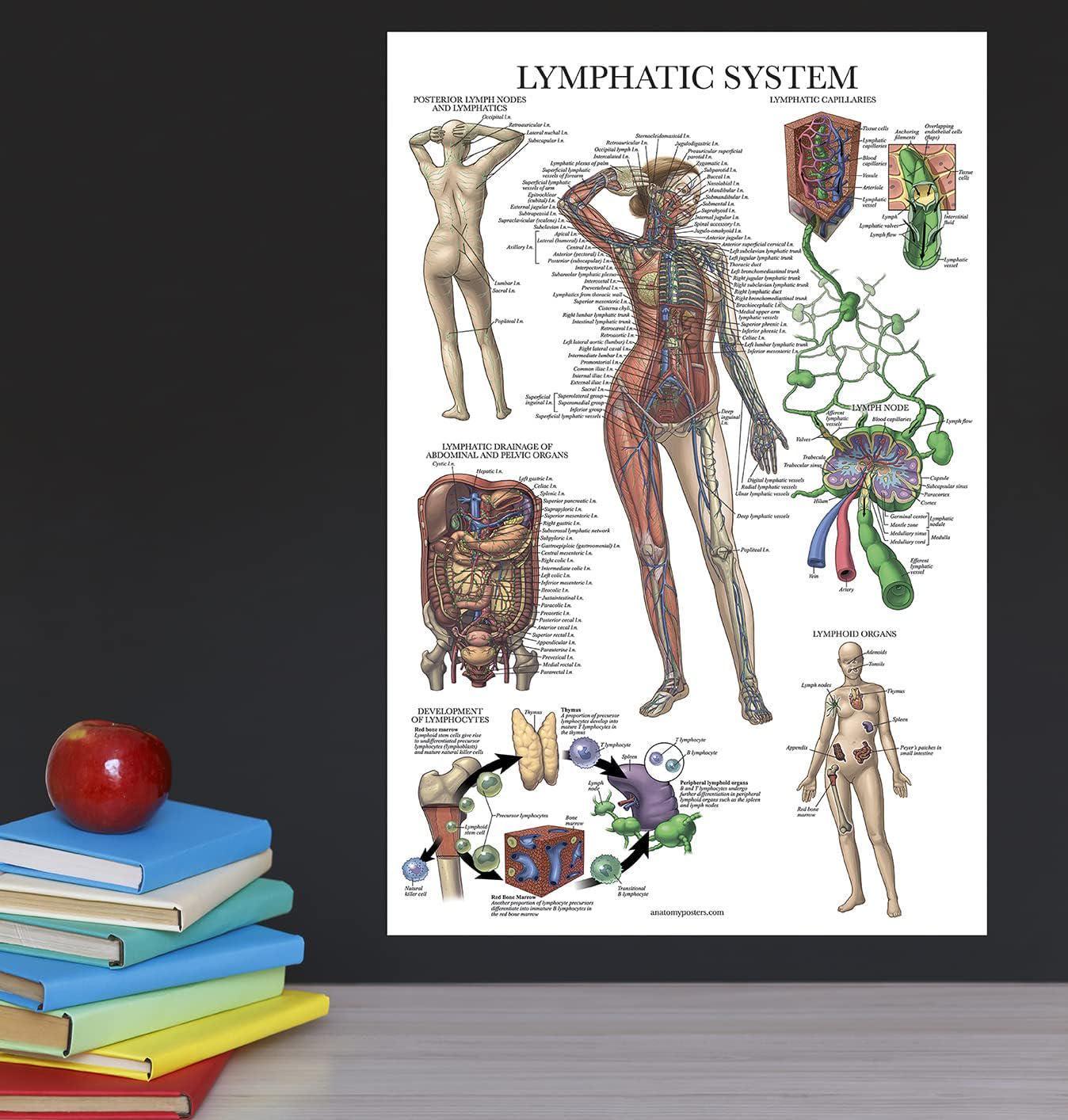 Human Lymphatic System Anatomy Chart - Laminated Educational Poster 27.55 X 39.27 Inches