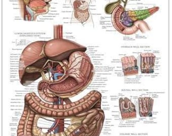 Palace Learning Laminated with Plastic Frame Digestive System Anatomical Chart - Gastrointestinal Anatomy Poster 18" x 24"