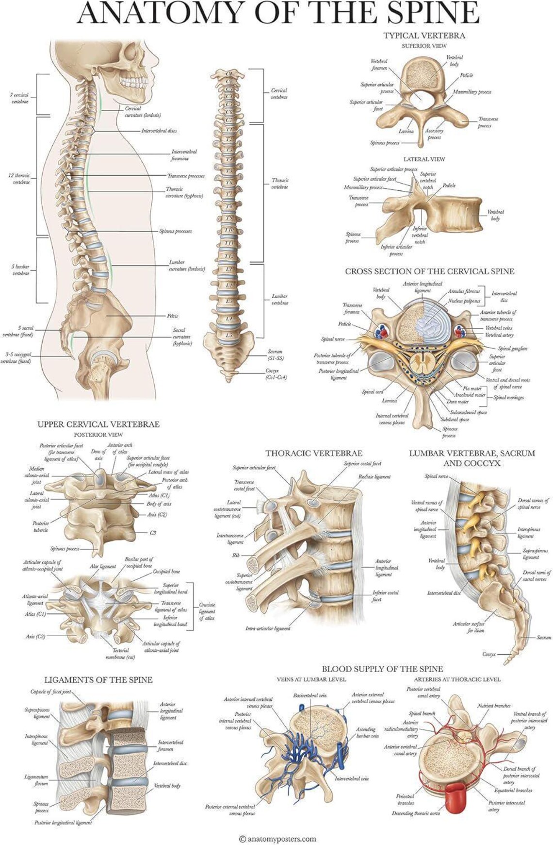 2 Pack: Skeletal System Anatomy + Anatomy of the Spine Poster Set - Set ...
