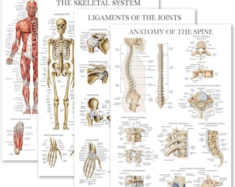 4-Pack Anatomical Poster Set - Muscular, Skeletal, Ligaments of the Joints & Spine Anatomy Charts (Laminated, 18"x24")