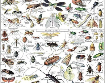 Vintage Insect Poster Print - Entomology Identification Reference Chart Volume 1 (LAMINATED, 18" x 24")