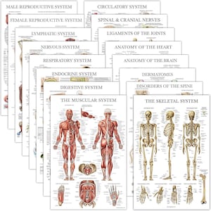 May include: A set of 12 anatomical charts illustrating the human body's systems, including the male reproductive, female reproductive, lymphatic, nervous, respiratory, endocrine, circulatory, spinal and cranial nerves, digestive, muscular, skeletal, ligaments of the joints, anatomy of the heart, anatomy of the brain, and dermatomes.