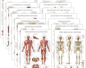 16 Pack - Anatomical Posters (Laminated): Muscular, Skeletal, Digestive, Respiratory, Nervous, and more (18" x 24").